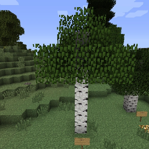 Birch Trees in minecraft
